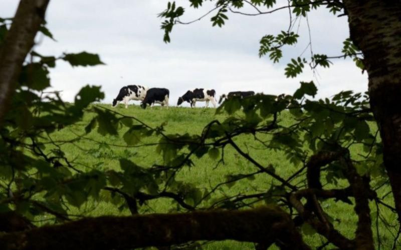 Ireland's Dairy Industry Hits Record Milk Production in 2025 Ireland's Dairy Industry Hits Record Milk Production in 2025