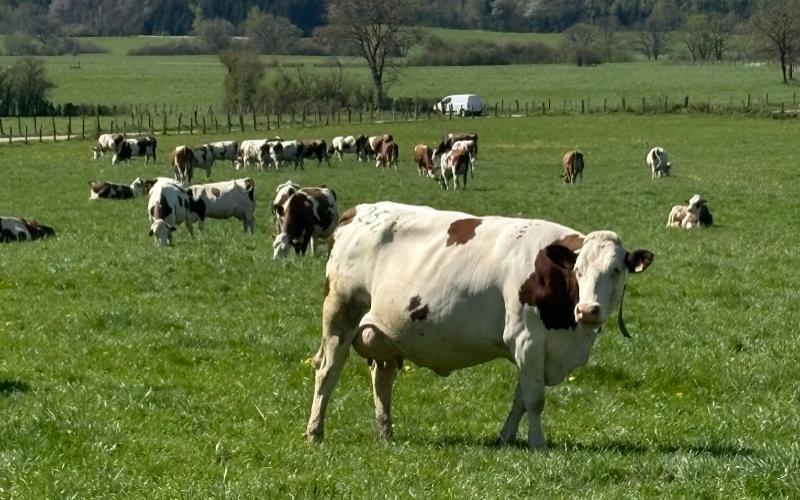 Montbéliarde — from Field to Comté Montbéliarde — from Field to Comté