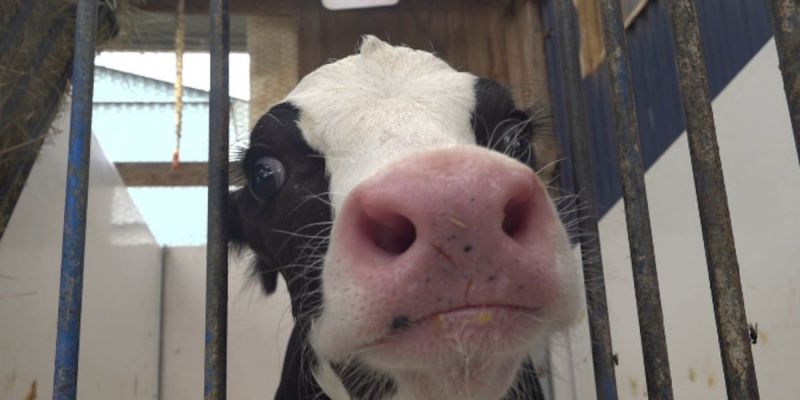 Calves are teaching Maine classrooms about dairy farming Calves are teaching Maine classrooms about dairy farming
