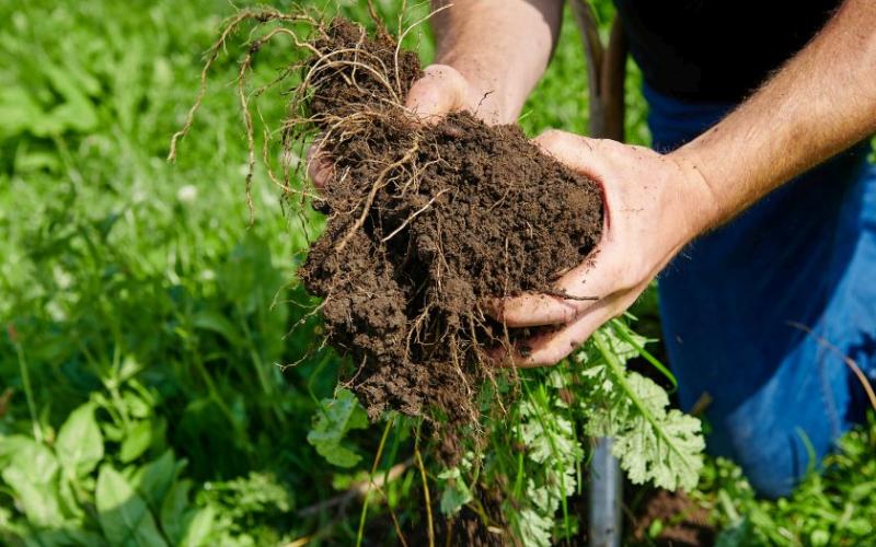 Birleşik Krallık'ta Yenileyici Süt Çiftçiliği Karbon Tutma Sonuçlarında Umut Veriyor Birleşik Krallık'ta Yenileyici Süt Çiftçiliği Karbon Tutma Sonuçlarında Umut Veriyor
