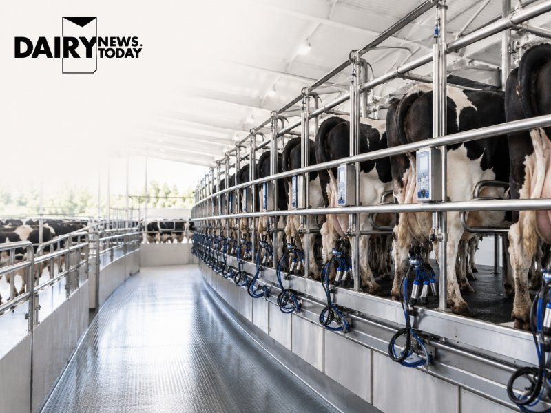 Ukraine’s Small Dairy Farms Are Disappearing Ukraine’s Small Dairy Farms Are Disappearing